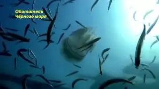 Черноморская ферина, дайвинг