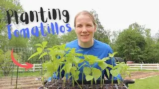 Planting Tomatillos