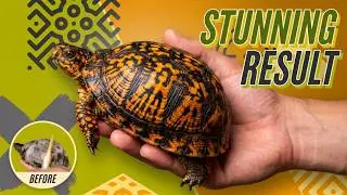 Turtle Cleaning and Bath time to Stay Fresh