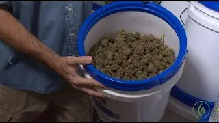 DIY: An Innovative, Automated Cannabis Curing System / Derek Gilman / Green Flower