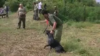 Ispit na vodi u organizaciji Grupe Braničevski okrug SDD Kluba 2016g.