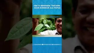 FAKTA MENRARIK TENTANG DAUN BUNGKUS ALA PAPUA