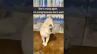 my Cat is about giving birth..