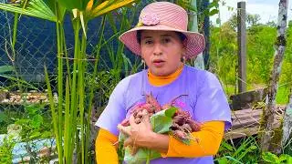 Cosecha de CAMOTES sembrados en SACOS | Doña Viky | Viky Aventura