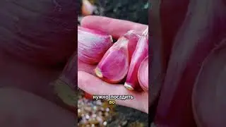 Как и когда сажать чеснок, чтобы получить крупный урожай👍🏻 #рекомендации #дача #советы #огород#сад