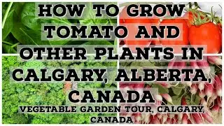 How to grow Tomato and other plants in Calgary, Alberta 