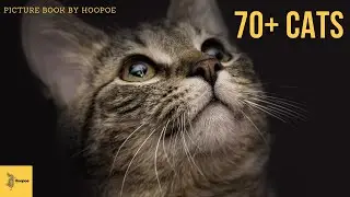 Story# 8 | 70 + Cats | Picture Book Story | Under 6 Reading  #hoopoeenglish #english