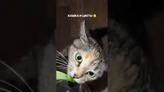 Любимые тюльпаны 