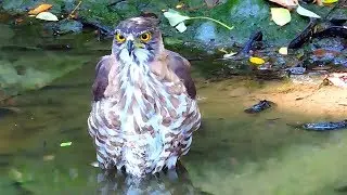 Bird taking a bath