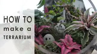 How to make a terrarium