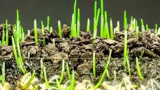 Morning Music, Relaxing Music for Positive Energy, Timelapse of Plants Growing