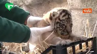 Nasce una cucciola di tigre di Sumatra al Bioparco di Roma, in natura ne restano 600