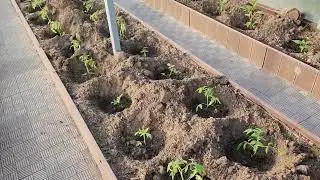 Садово- огородные дела.
