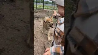 Baby Wolf goes to Bite Child? 
