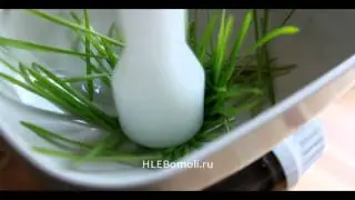 Как сделать Витграсс (wheatgrass)