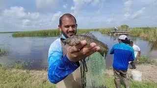 Fishing In Pam Bay (Tilapias & Hassa)