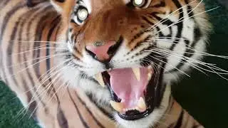 The risk of touching tiger fur, what does it feel like?
