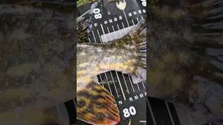 #pike #on #handmade #lure #fishing #youtubeshorts #youtube #shorts