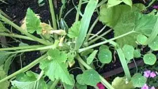 Regulating growth (pruning, trimming, thinning, harvesting)