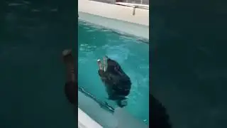 Saxophone played by seal 😳
