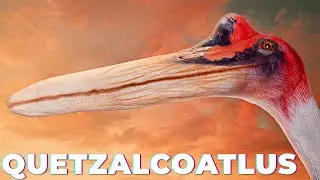 The Largest Pterosaur!