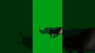 animal green screen video