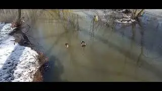 Уточки😍