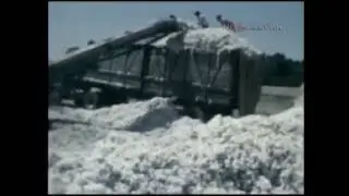 1977 год.  Сбор хлопка в Каракалпакии.