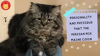 Personality and physique that the Persian mix Maine Coon