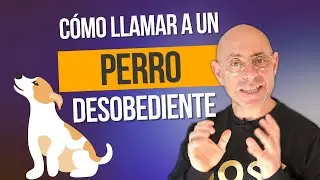 ¿Cómo conseguir que mi PERRO venga a la PRIMERA LLAMADA, si NO me OBEDECE?