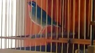 Соловей красношейка.