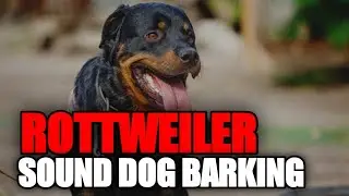 DOG BARKING | SOUND DOG BARKING ROTTWEILER