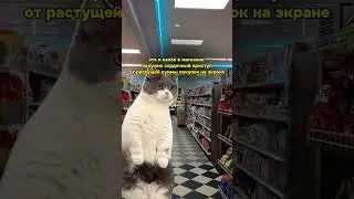 Покушать нынче дорого