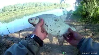 Ловля леща и язя бонусам трофейный сазан.
