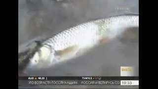 В Лабинском районе обнаружили массовую гибель рыбы в реке Кукса