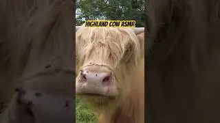 Cow ASMR #animal #cow #asmr