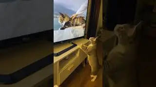 Почему гладят его, а не меня?🥹😁