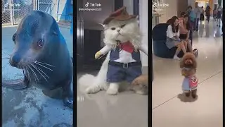 funny animals tiktok compilation #6  - Try Not To Laugh