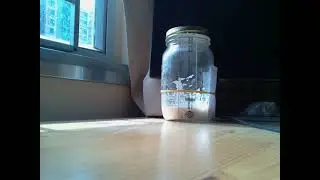 Day 1 sourdough feeding time lapse video