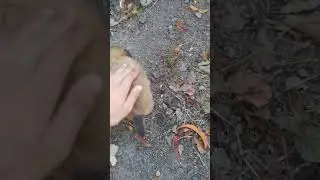 Глажу собаку 