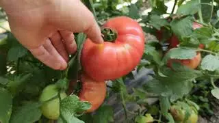 Нов. Розалба номерная TL18304, томат Сим-сим