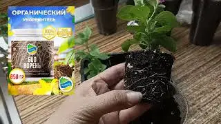 🌺Черенки петунии🌺. 🔥🔥🔥100% укоренение за 7 дней.