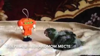 Развитие Птенца Попугая – Конголезский Длиннокрылый