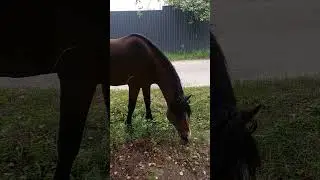 За нами увязался КОНЬ 😅 #собака #доберман #животные #лошадь #конь