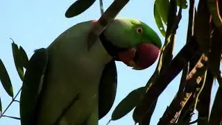 Alexandrine Parakeet / રાજપીપળાનો  પોપટ