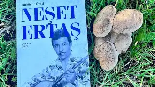 Mantuka Avı -Körek/Gavcar Avı 🍄Pleurotus ferulae