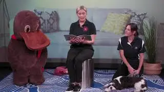 Dog Safety for Kids