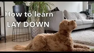 How to teach your dog 