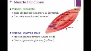 146-Organ Functions
