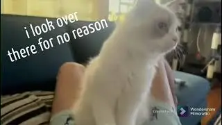 Ragdoll cat with massage skill